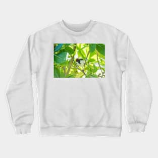 Red-crested cardinal of hawaii 3 Crewneck Sweatshirt